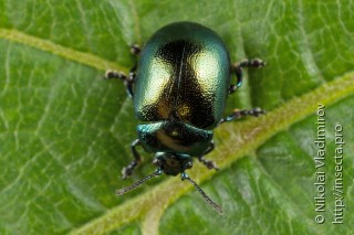 Chrysolina varians