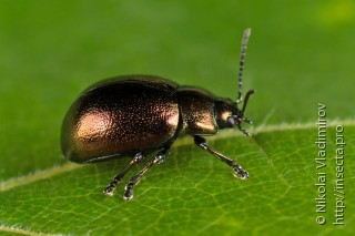 Chrysolina varians