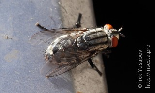 Sarcophagidae