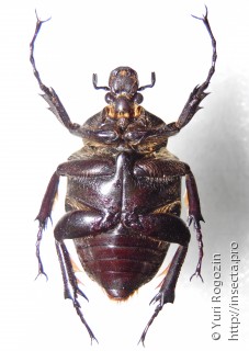 Goliathus albosignatus