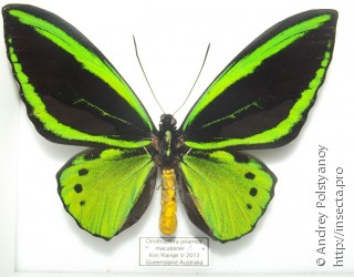 Ornithoptera priamus macalpinei