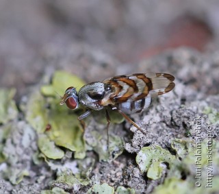 Myennis octopunctata