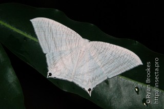 Micronia aculeata