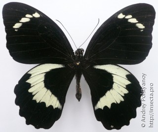 Papilio tydeus