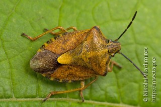 Carpocoris