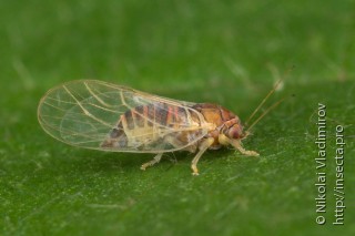 Psyllidae