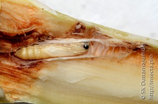 Scirpophaga excerptalis