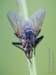 Самец  Helina trivittata