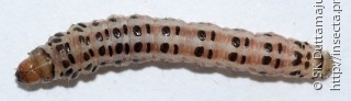 Личинка  Chilo sacchariphagus