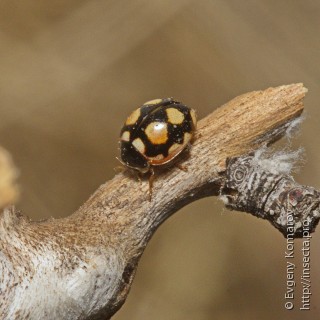 Имаго  Coccinula sinuatomarginata