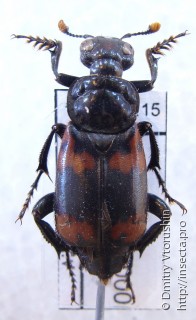 Самец  Nicrophorus nepalensis