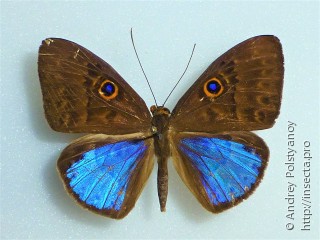 Самец  Eurybia lycisca