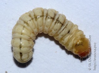 Личинка  Polyocha depressella