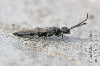 Bethylidae