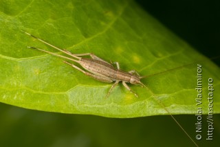 Orthoptera