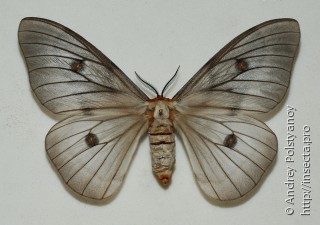 Самка  Ceranchia apollina
