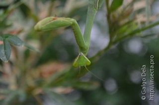 Stagmatoptera hyaloptera