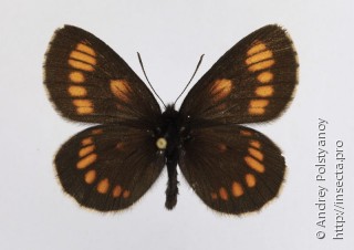 Erebia theano