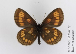 Erebia theano