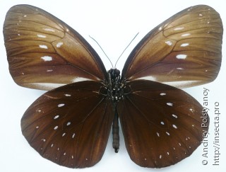 Euploea phaenareta