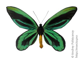Самец  Ornithoptera alexandrae