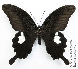 Papilio helenus