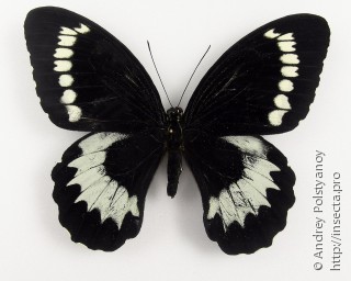 Papilio weymeri