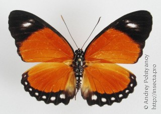 Euphaedra ruspina