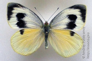 Pieris cheiranthi