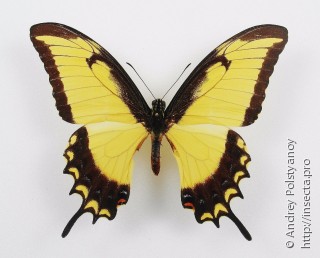 Самец  Papilio thersites