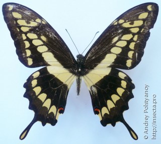 Papilio rumiko