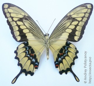 Papilio rumiko