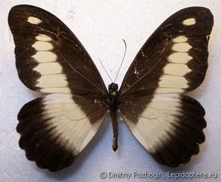 Самец  Papilio andronicus