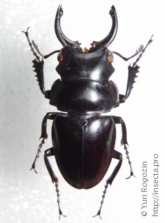 Самец  Odontolabis platynota