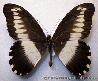 Самец  Papilio cyproeofila