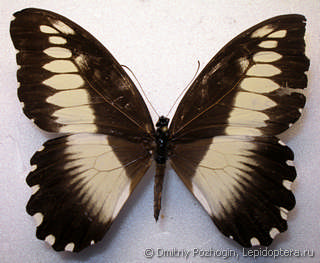 Самка  Papilio filaprae