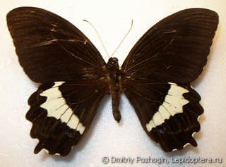 Самец  Papilio heringi