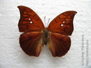 Самка  Polygrapha tyrianthina