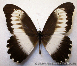 Самец  Papilio mechowianus