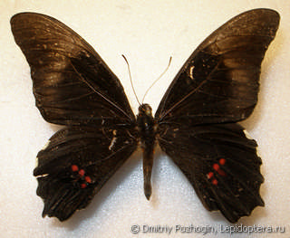 Самец  Papilio rogeri