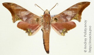 Самец  Avinoffia hollandi