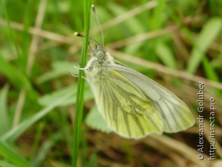 Pieris napi