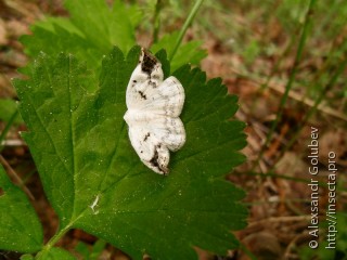 Lomographa temerata