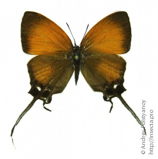 Самец  Cheritra orpheus