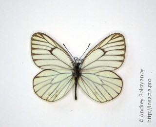 Aporia hippia