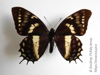 Papilio cacicus inca