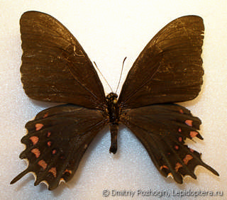 Самец  Papilio erostratus