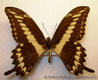 Papilio ornythion