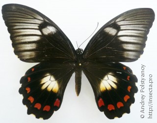 Papilio aegeus ormenus