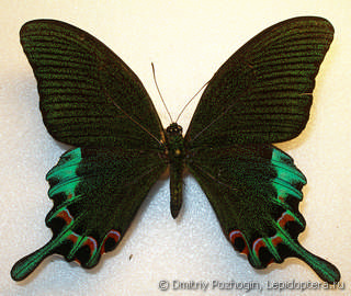 Самец  Papilio chikae
